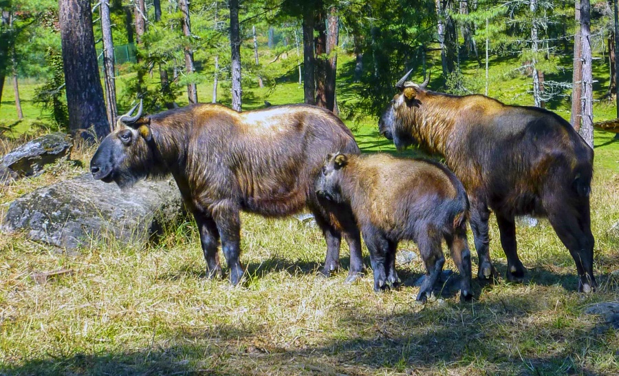 Motithang Takin Preserve in Thimphu, Bhutan5