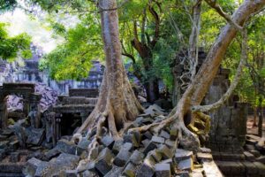 Beng Mealea Temple in Siem Reap, Cambodia (22)