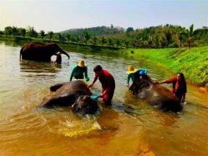 Elephant Rescue Park in Chiang Mai, Thailand (1)