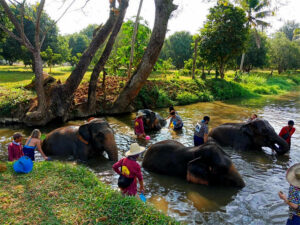 Kanta Elephant Sanctuary in Chiang Mai, Thailand (1)