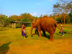 Kanta Elephant Sanctuary in Chiang Mai, Thailand (12)