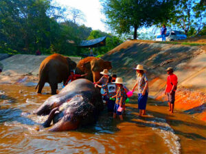 Kanta Elephant Sanctuary in Chiang Mai, Thailand (5)