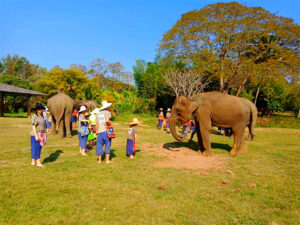 Kanta Elephant Sanctuary in Chiang Mai, Thailand (6)