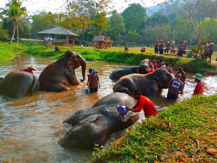 Kanta Elephant Sanctuary in Chiang Mai, Thailand (7)