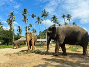 Krabi Elephant Sanctuary in Thailand (1)