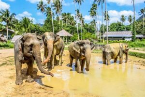 Krabi Elephant Sanctuary in Thailand (2)