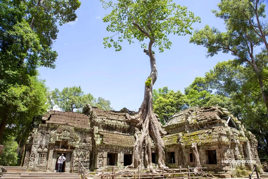 Ta Prohm Temple in Siem Reap, Cambodia (12)