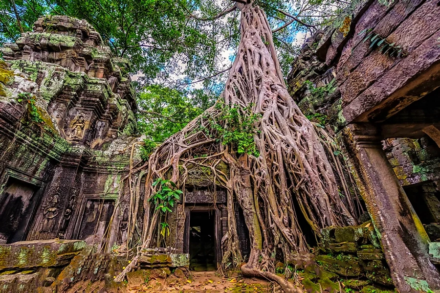 Ta Prohm Temple in Siem Reap, Cambodia (13)