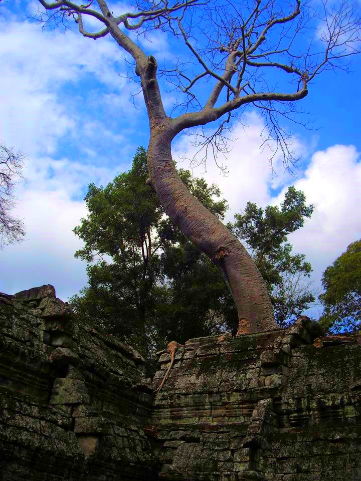 Ta Prohm Temple in Siem Reap, Cambodia (3)