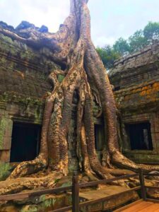 Ta Prohm Temple in Siem Reap, Cambodia (7)