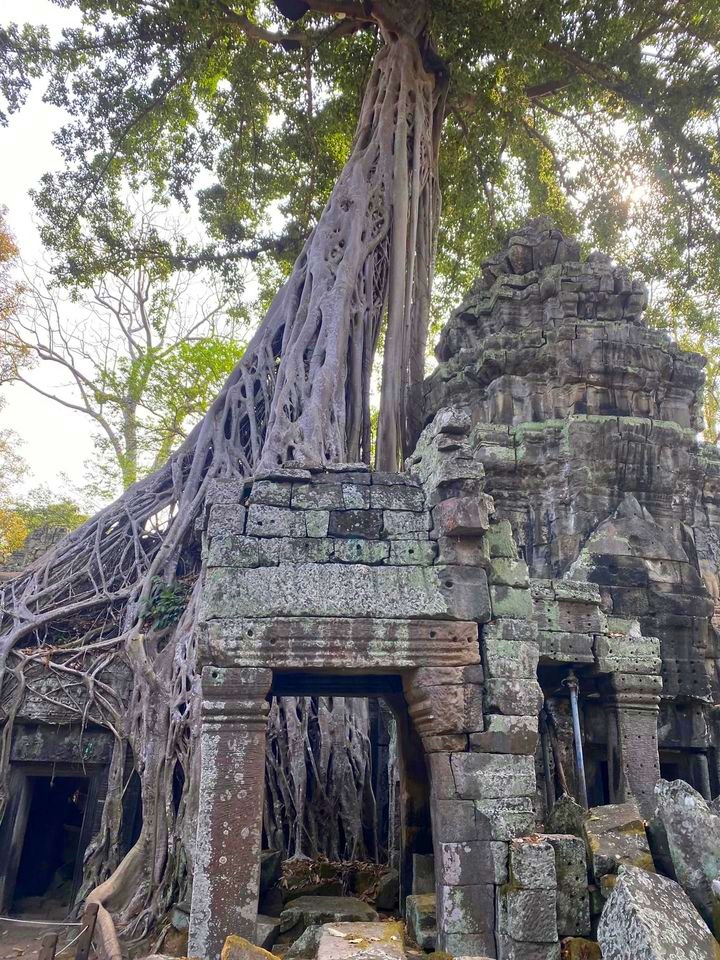 Ta Prohm Temple in Siem Reap, Cambodia (8)